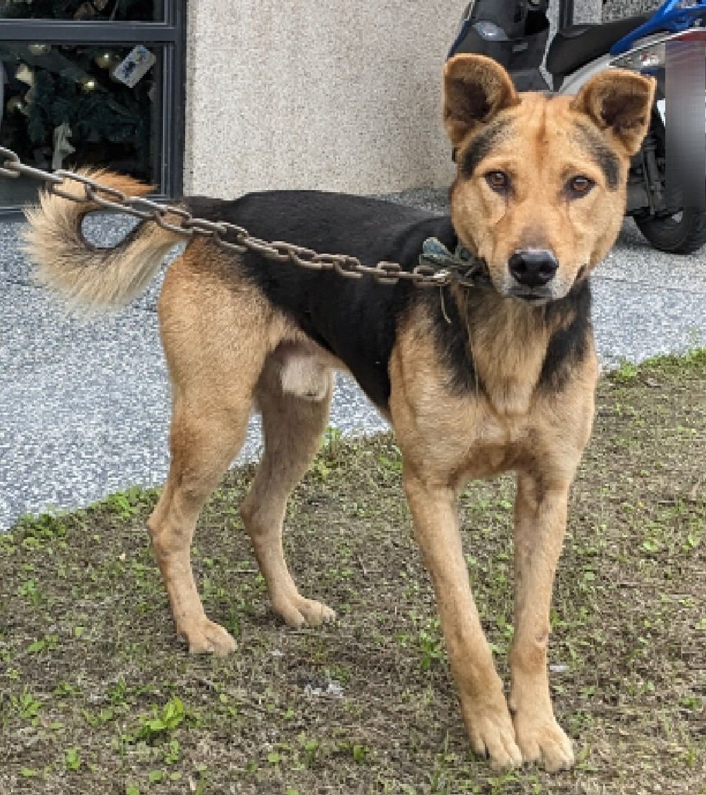Brown-and-black adult male mixed-breed dog, Medium, shelter no. …5001