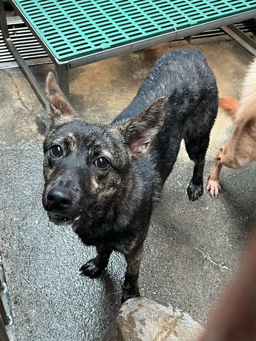 Photo of No. GAAAG1130316007, Adult · Female · Medium · Mixed breed