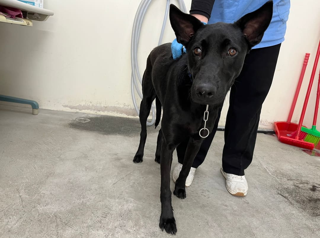 Photo of No. VAAAG113031904, Adult · Female · Medium · Mixed breed
