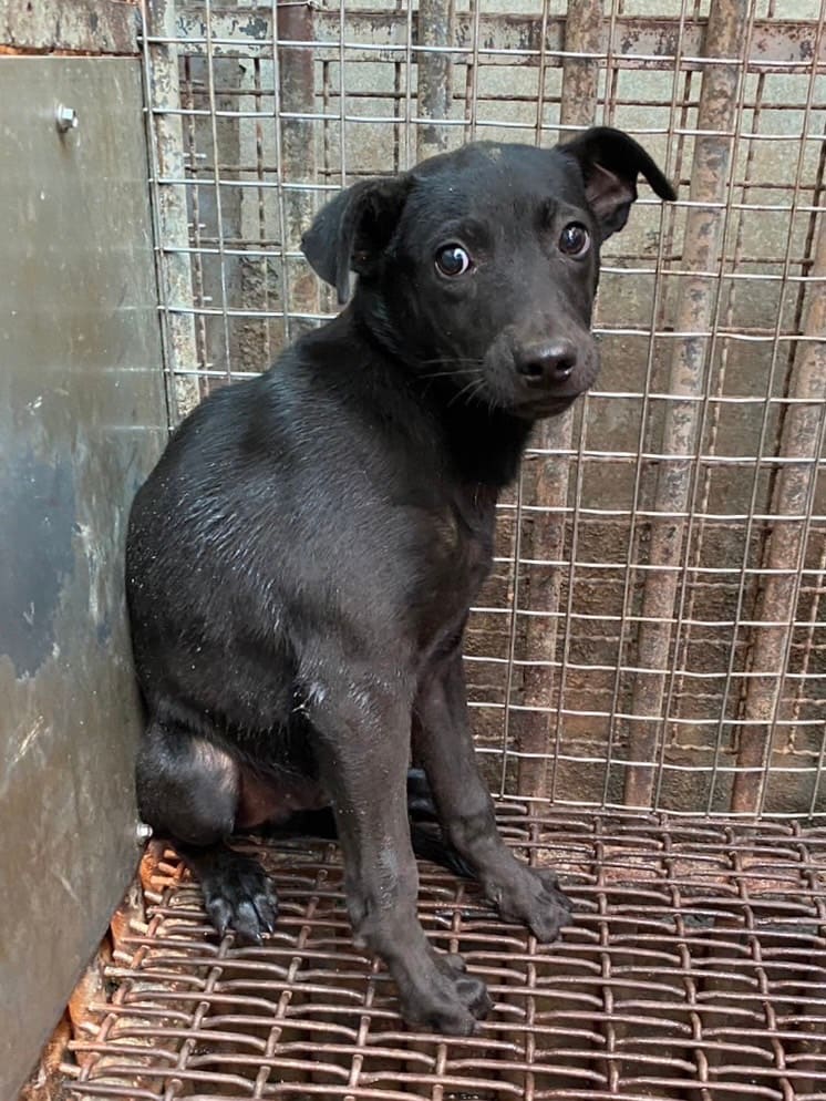 Black young male mixed-breed dog, Small, shelter no. …9003