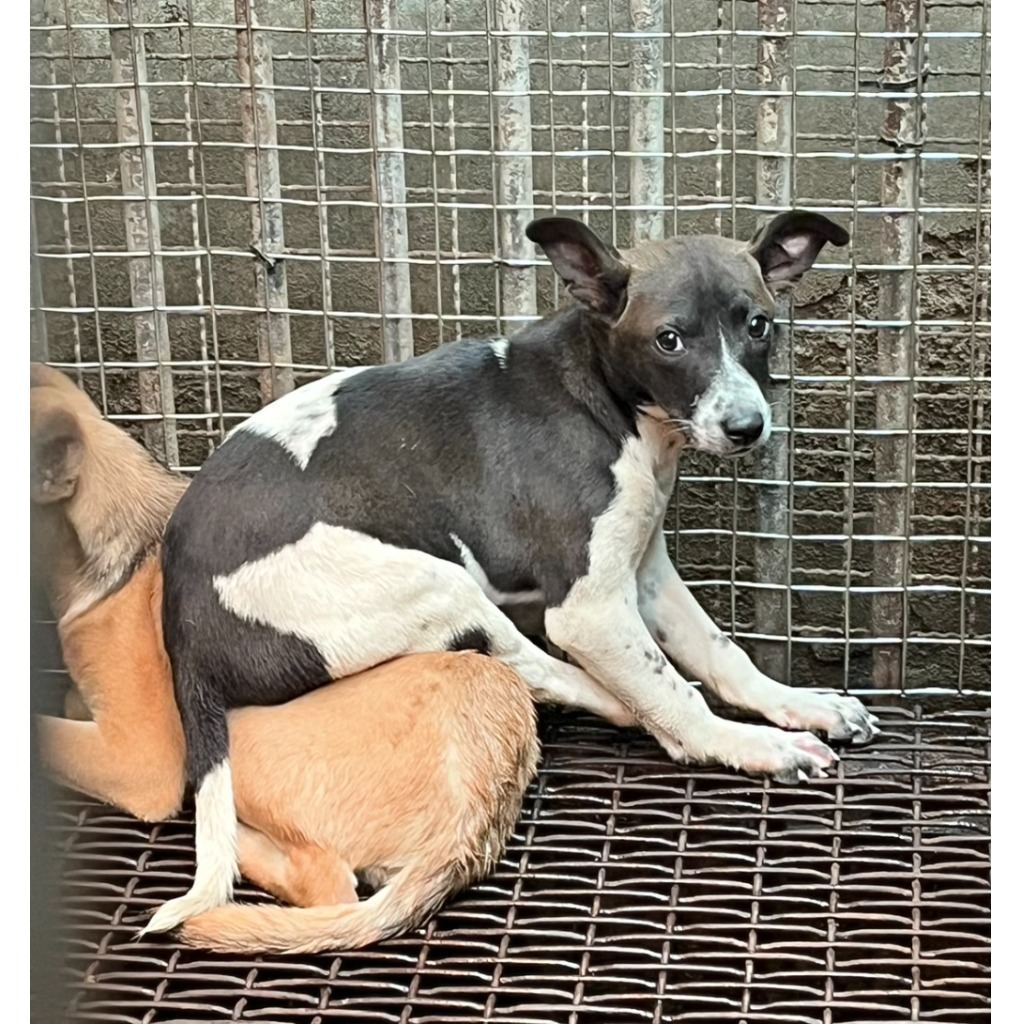 Photo of No. GAAAG1130319005, Young · Male · Small · Mixed breed