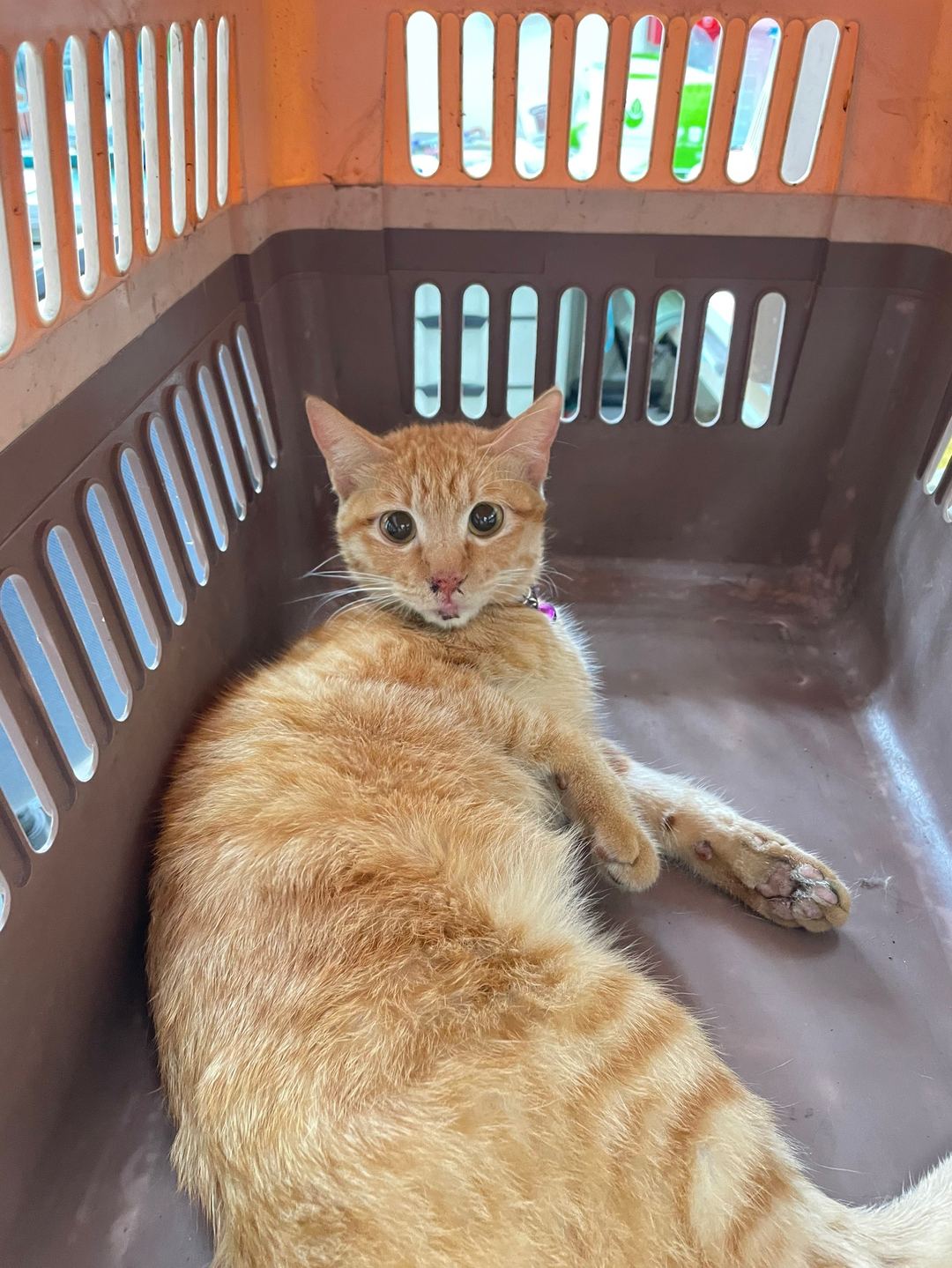Photo of No. AAAIG1130320003, Adult · Female · Small · Mixed breed