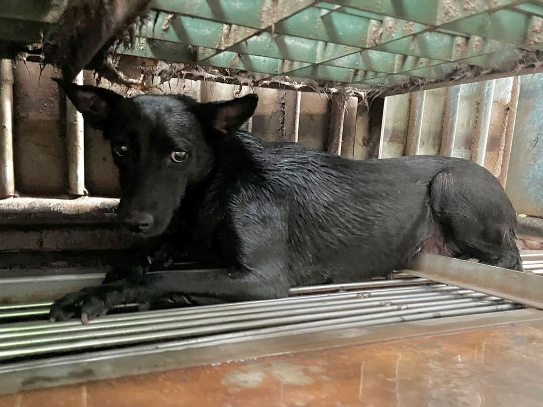Photo of No. GAAAG1130325003, Adult · Female · Medium · Mixed breed