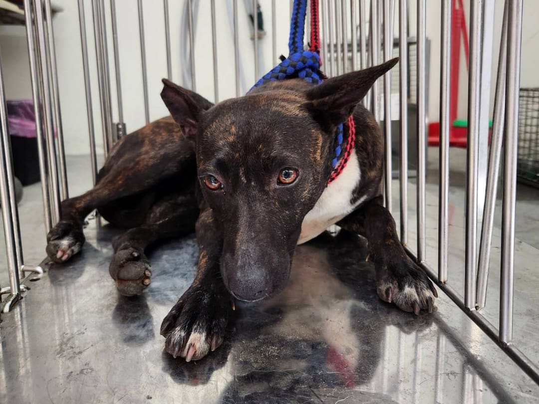 Photo of No. VAAAG113032302, Adult · Female · Medium · Mixed breed