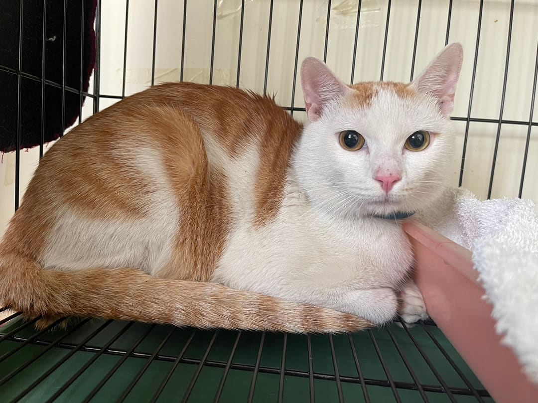 Photo of No. VAAAG113032403, Adult · Male · Medium · Mixed breed