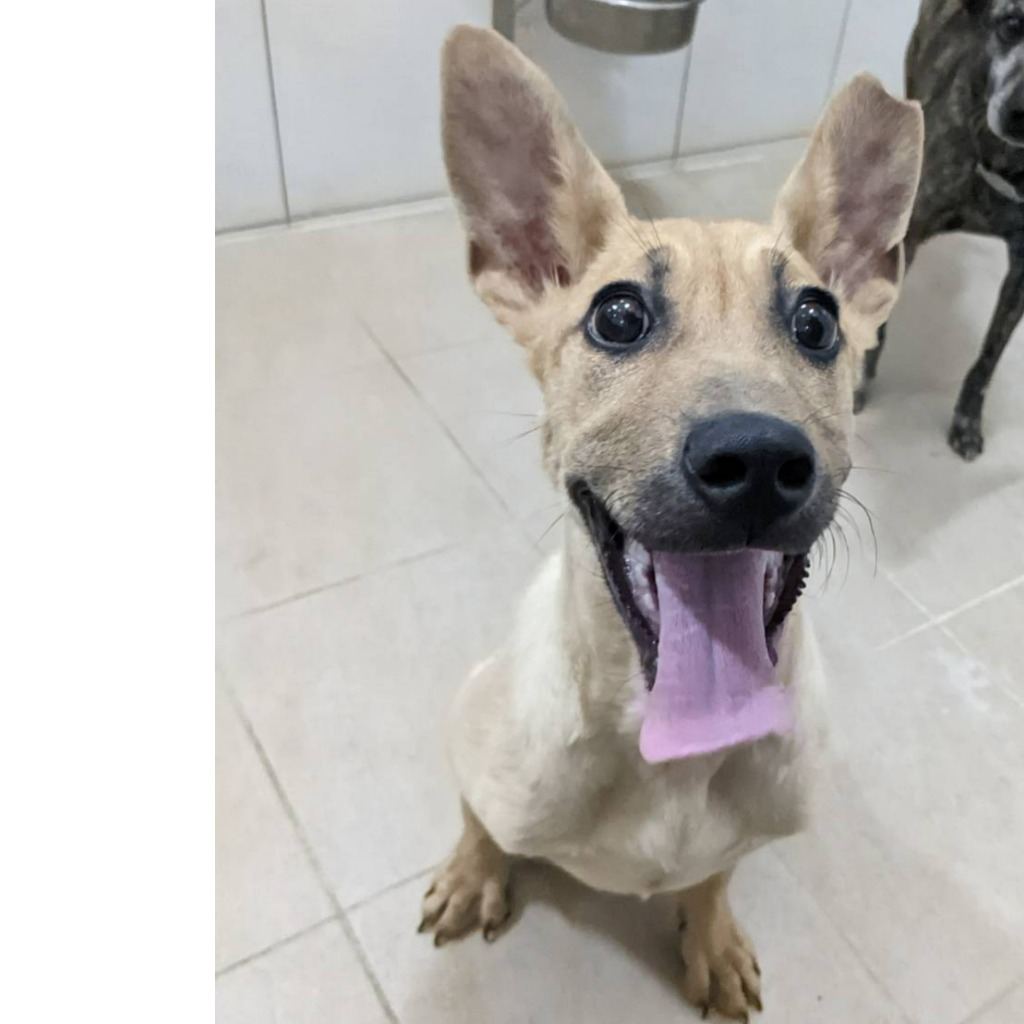 Photo of No. DAAAG1130205003, Young · Male · Small · Mixed breed
