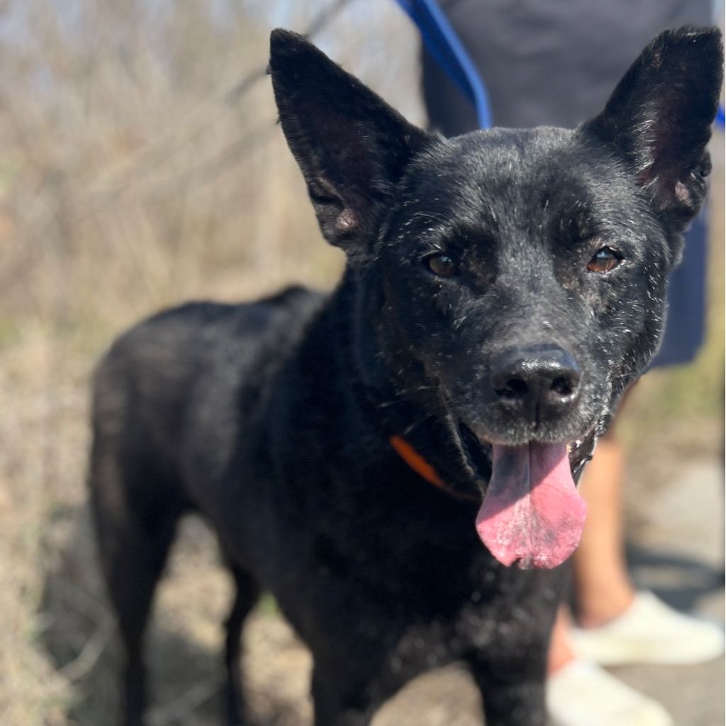Black adult male mixed-breed dog, Large, shelter no. …9030