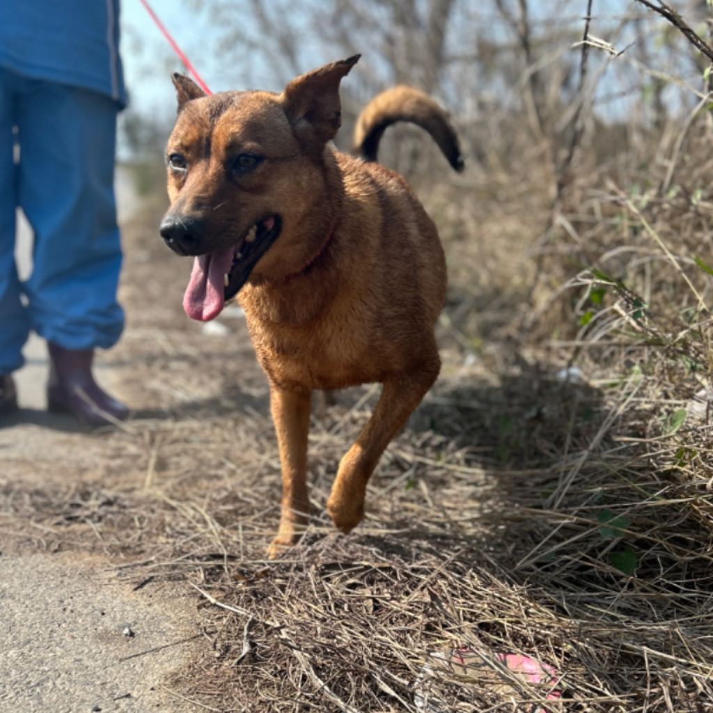 Photo of No. PAAAG1110103004, Adult · Female · Large · Mixed breed