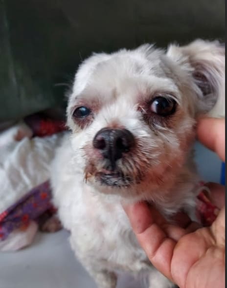 Photo of No. AAAHG1130328001, Adult · Male · Small · Maltese