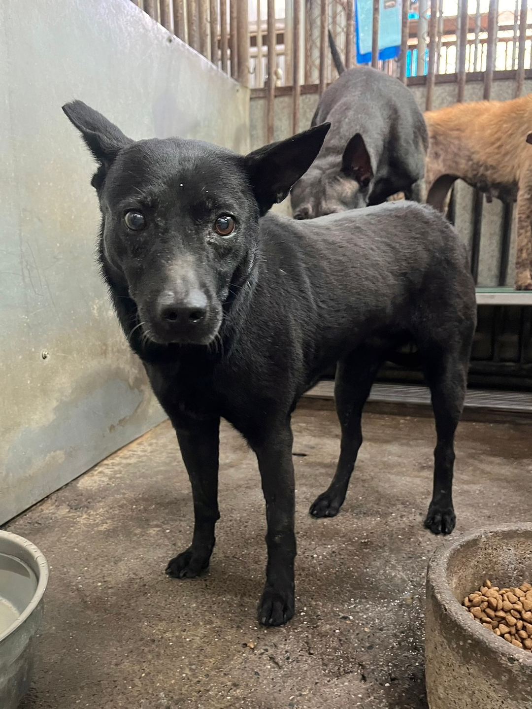 Photo of No. GAAAG1130330001, Adult · Female · Medium · Mixed breed