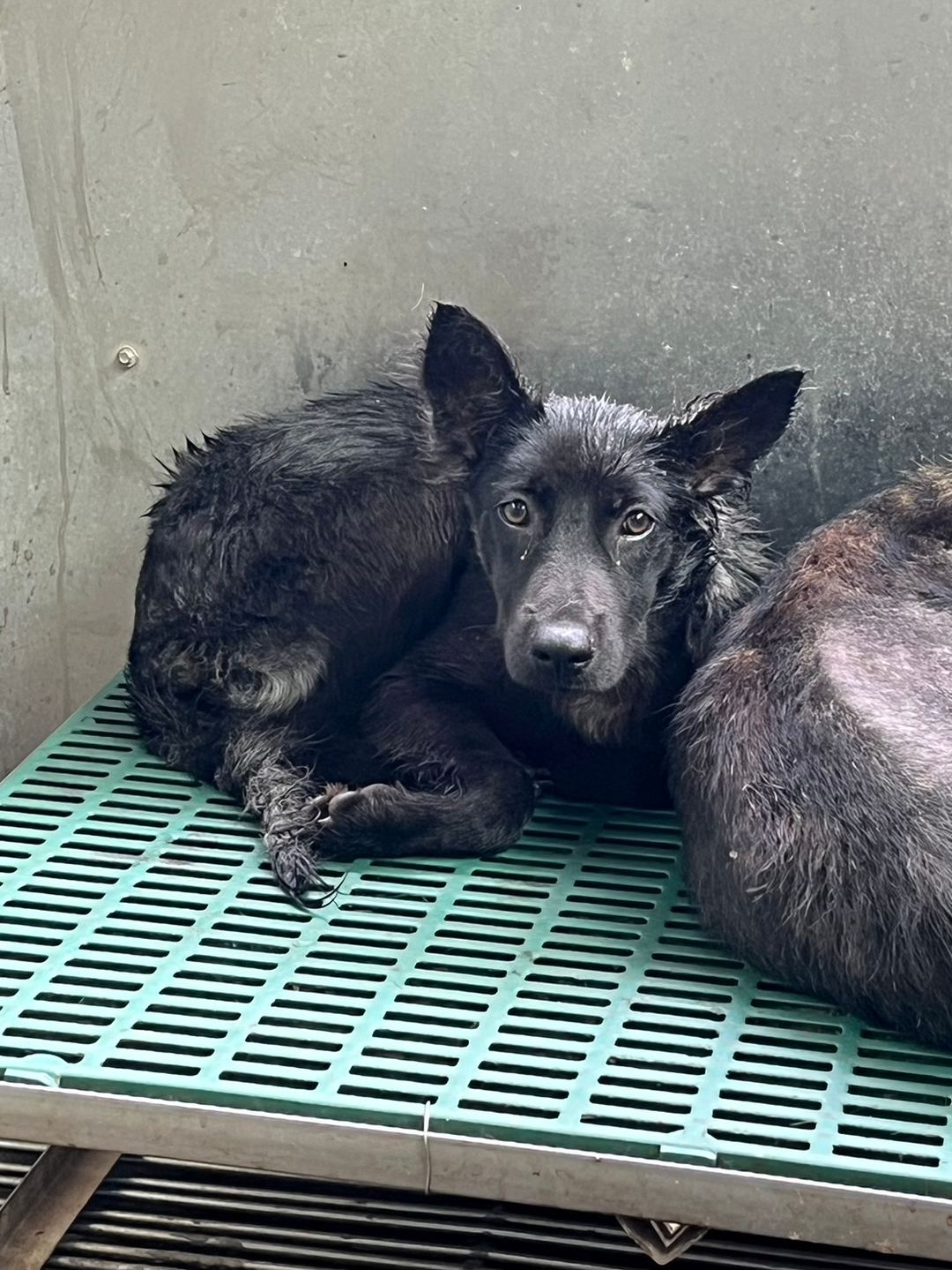 Photo of No. GAAAG1130401017, Adult · Male · Medium · Mixed breed