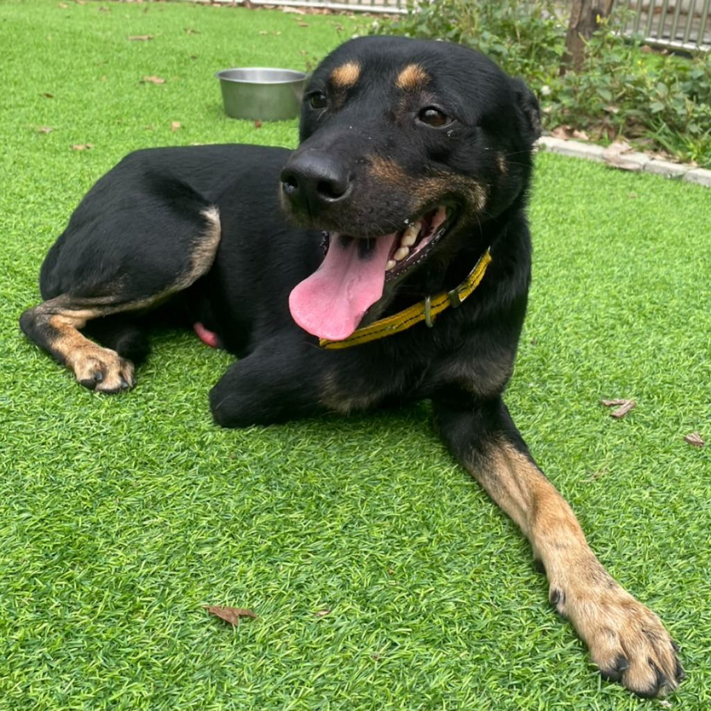 Photo of No. DAAAG1130124001, Adult · Male · Medium · Mixed breed