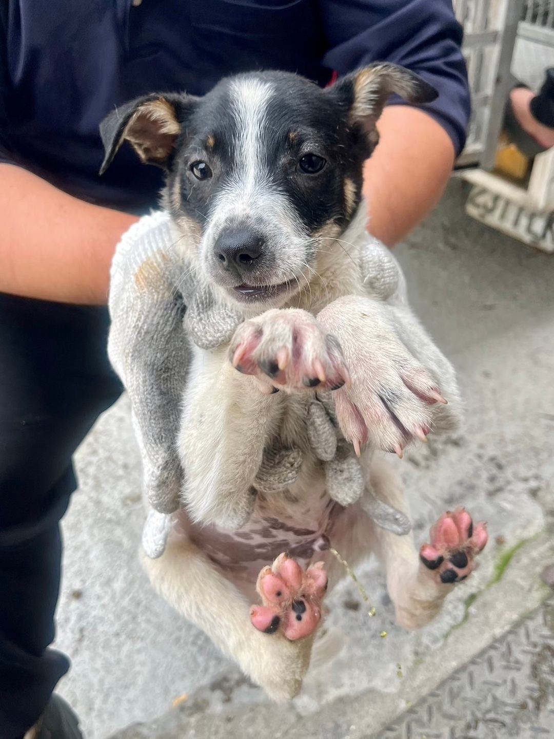 Photo of No. GAAAG1130401019, Young · Male · Small · Mixed breed