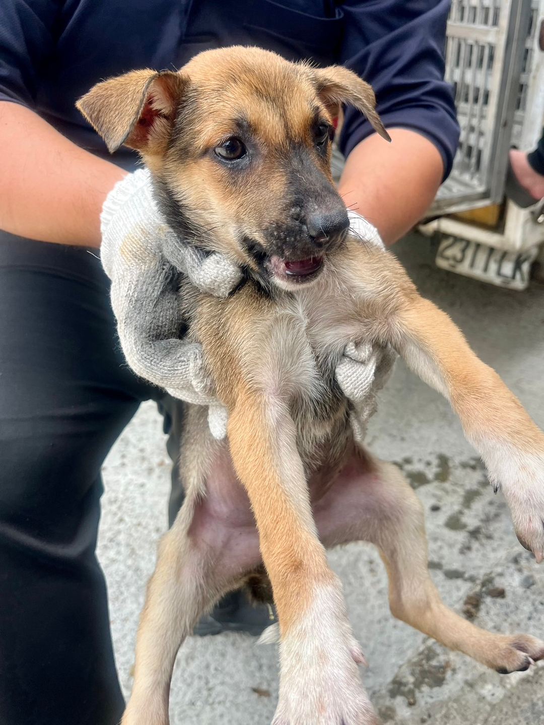 Photo of No. GAAAG1130401023, Young · Female · Small · Mixed breed