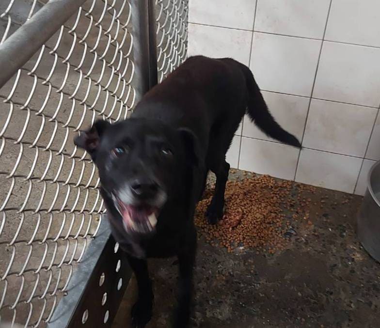 Photo of No. AAADG2024040202, Adult · Male · Medium · Mixed breed