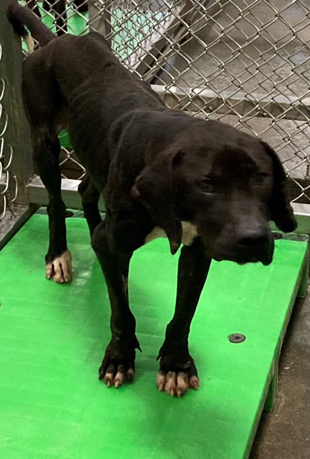 Photo of No. NAAAG1100406002, Adult · Male · Large · Mixed breed