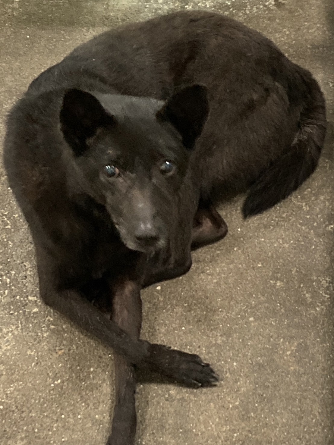 Photo of No. NAAAG1070321003, Adult · Female · Medium · Mixed breed