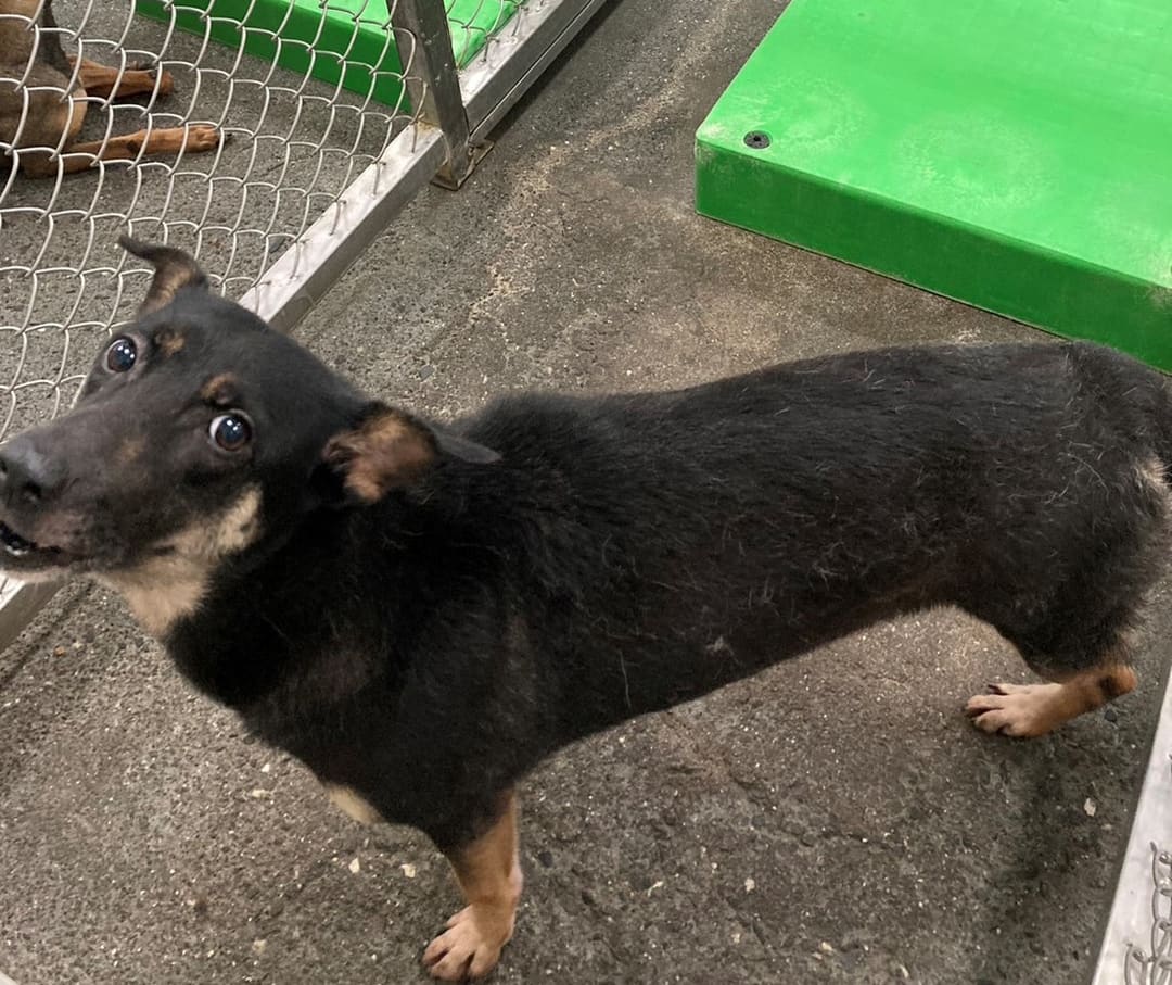 Photo of No. NAAAG1110928003, Adult · Female · Medium · Mixed breed