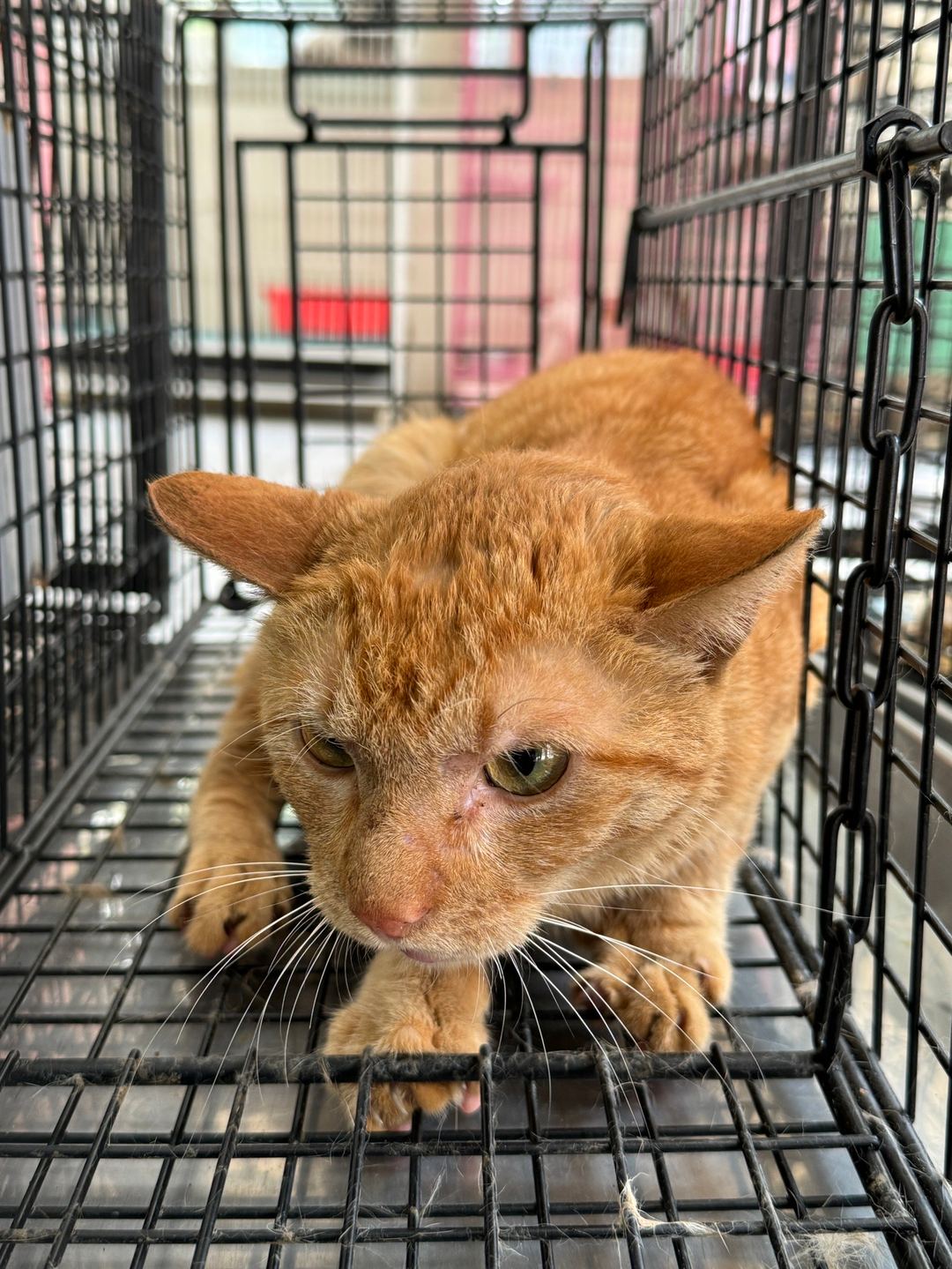 Photo of No. EAAAG1130403018, Adult · Male · Medium · Mixed breed