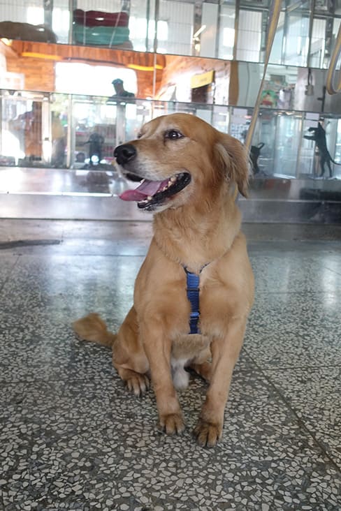 Photo of No. 1130668, Adult · Male · Large · Golden Retriever