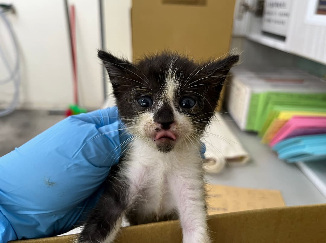 Black-and-white young female mixed-breed cat, Small, shelter no. …0806
