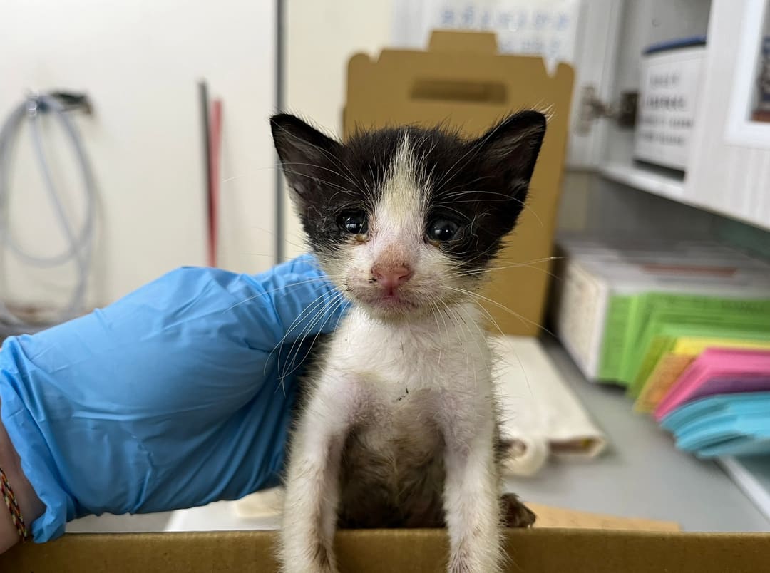 Black-and-white young male mixed-breed cat, Small, shelter no. …0807
