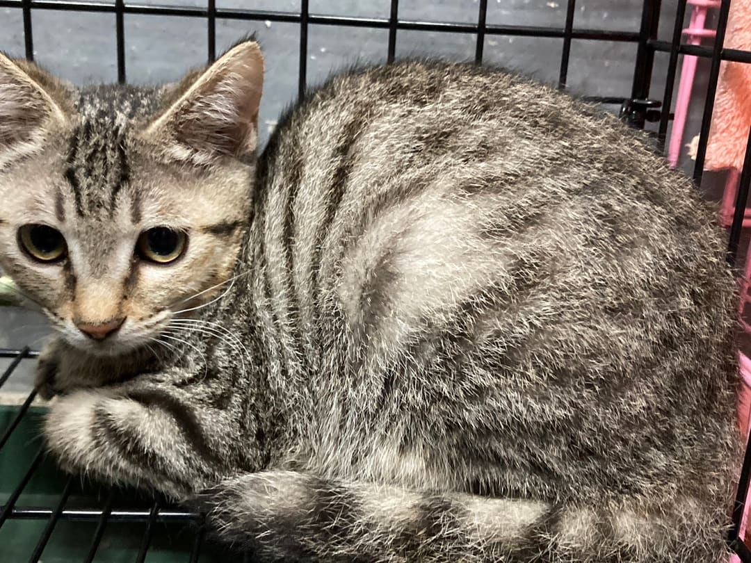 Photo of No. NAAAG1130410003, Adult · Female · Medium · Mixed breed