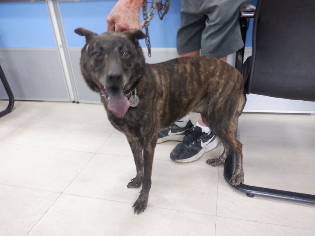 Photo of No. HAAAG1130409735, Adult · Female · Medium · Mixed breed