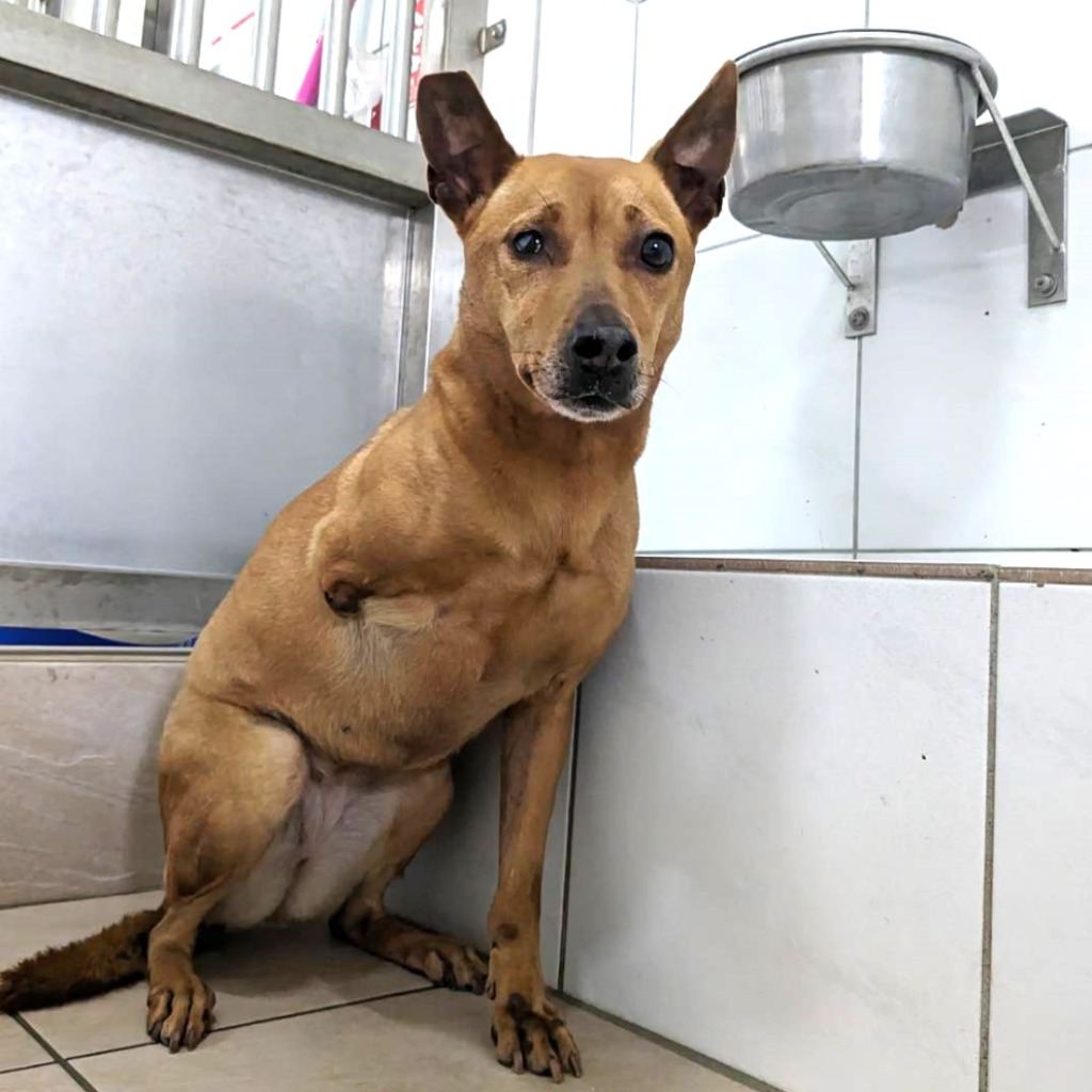Photo of No. DAAAG1120314001, Adult · Female · Medium · Mixed breed