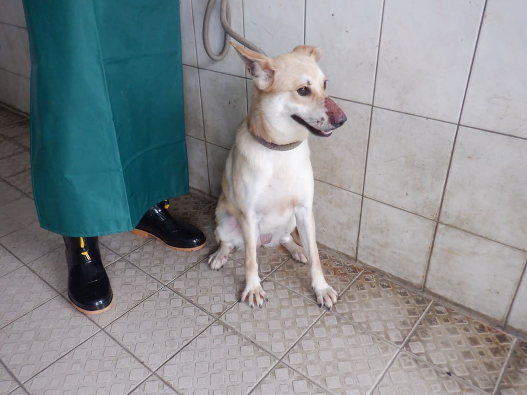 Photo of No. HAAAG1130410703, Adult · Female · Medium · Mixed breed