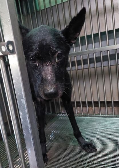 Photo of No. AAAHG1130411004, Adult · Male · Medium · Mixed breed