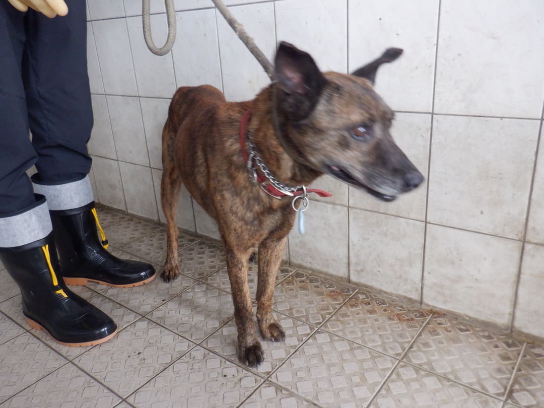 Photo of No. HAAAG1130411672, Adult · Male · Medium · Mixed breed