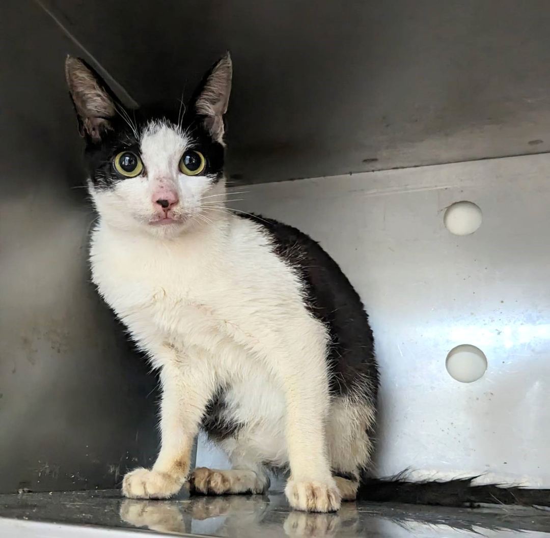 Black-and-white young female mixed-breed cat, Small, shelter no. …1005