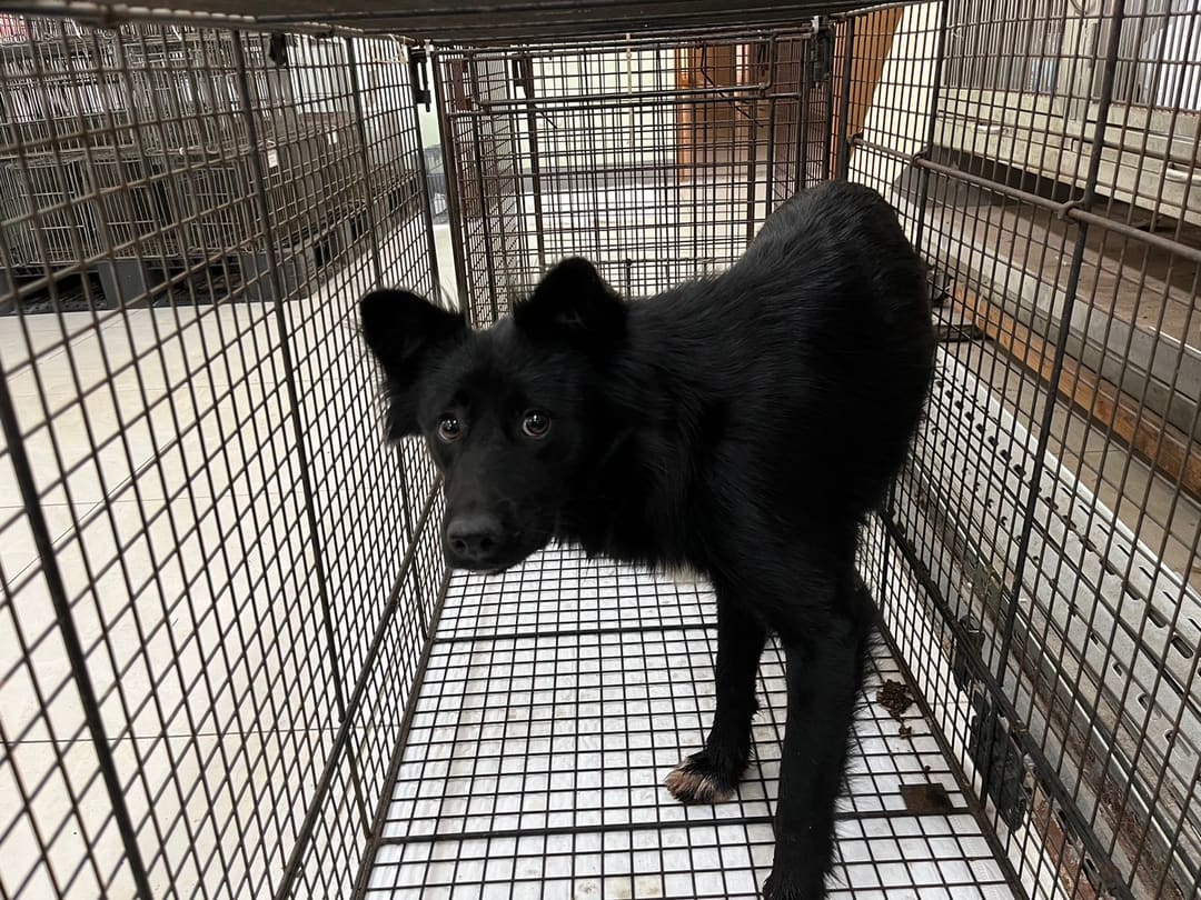 Photo of No. 1130410D01, Adult · Female · Medium · Mixed breed