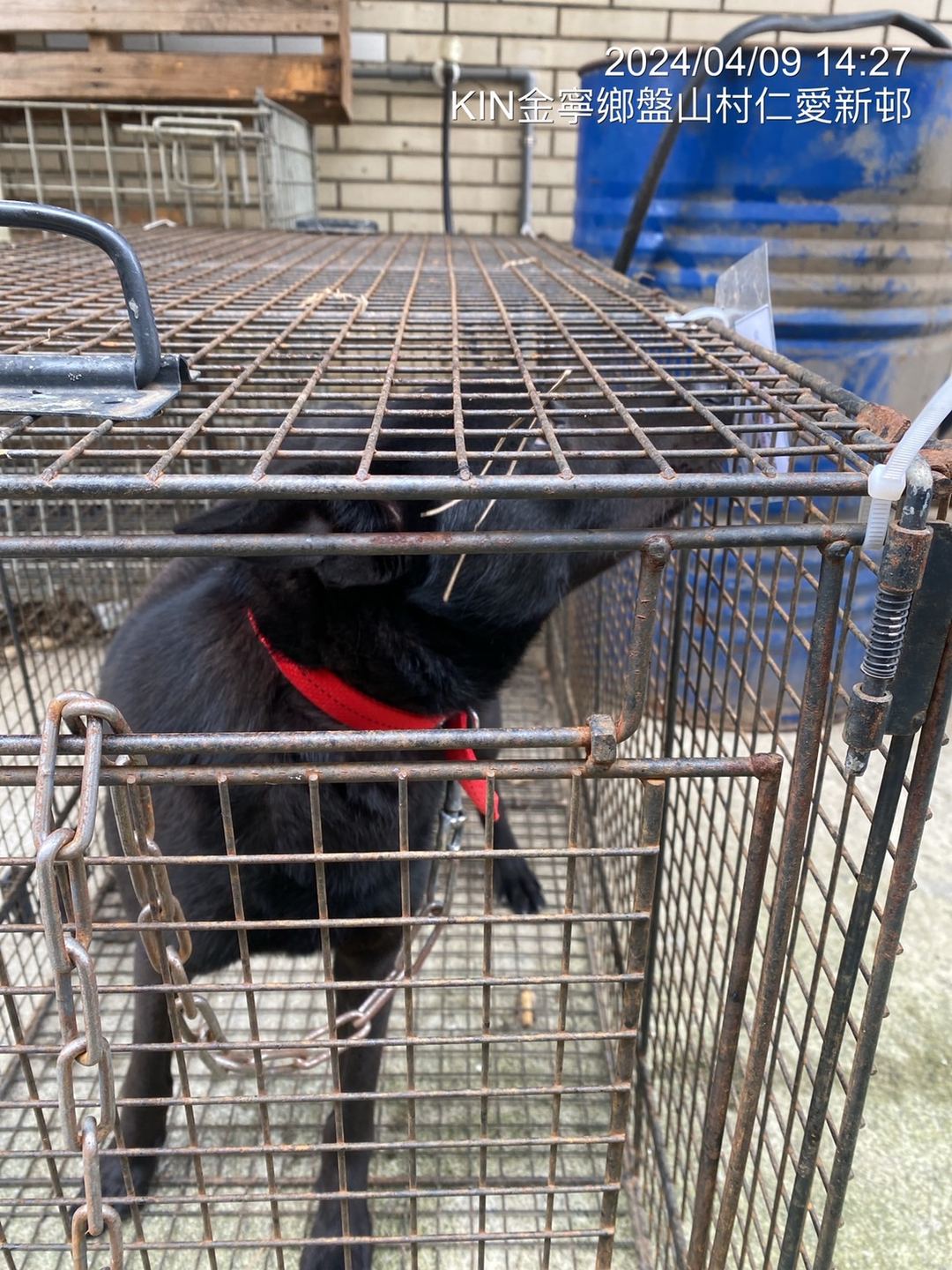 Black adult female mixed-breed dog, Medium, shelter no. …9D02