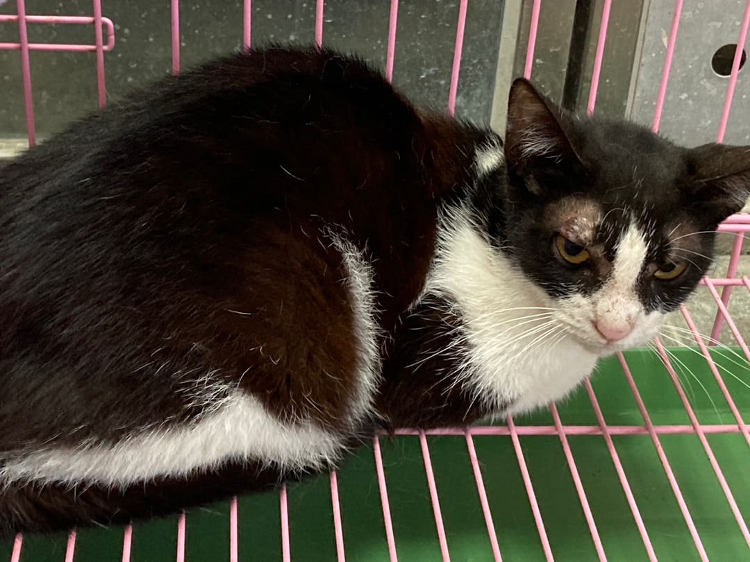 Photo of No. NAAAG1130412019, Adult · Female · Medium · Mixed breed