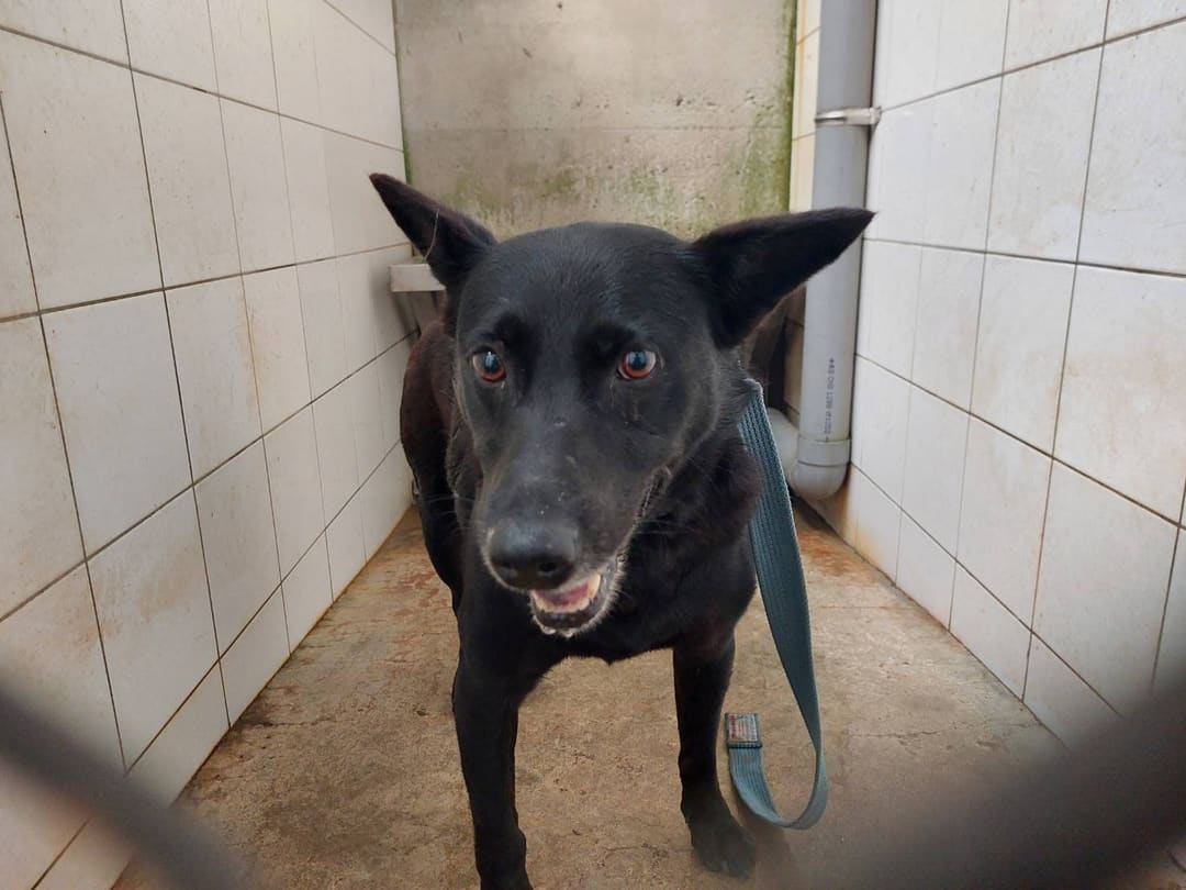 Photo of No. AAAEG1130414002, Adult · Male · Medium · Mixed breed