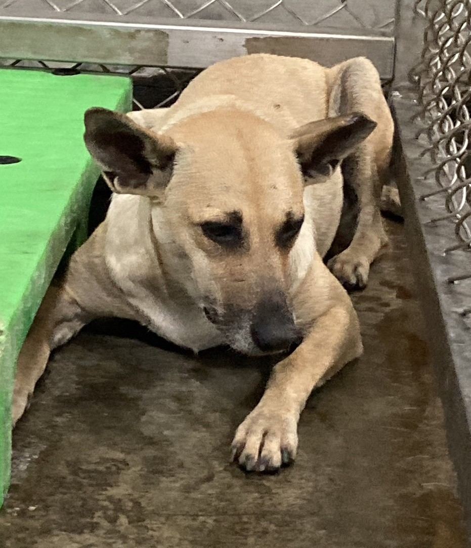 Photo of No. NAAAG1130415002, Adult · Female · Large · Mixed breed