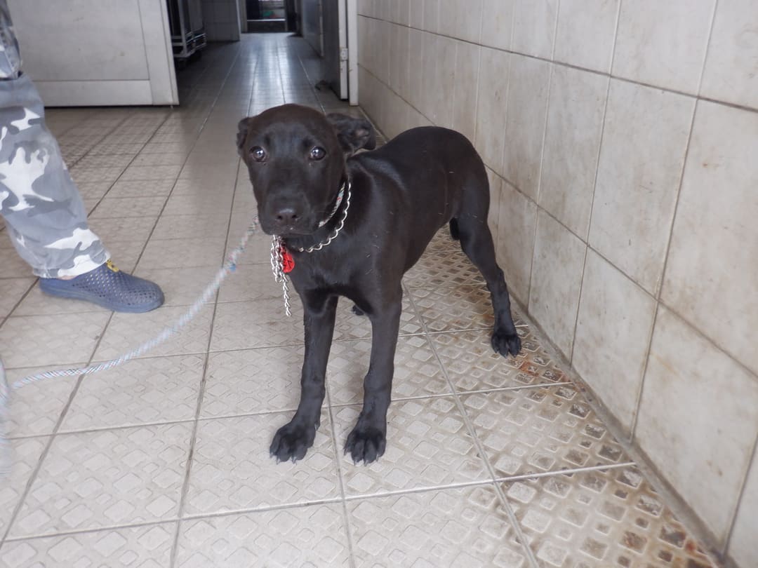 Photo of No. HAAAG1130415735, Adult · Female · Medium · Mixed breed