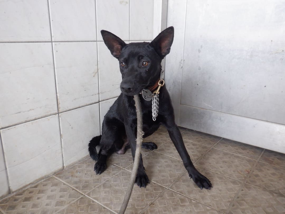 Photo of No. HAAAG1130415865, Adult · Female · Medium · Mixed breed