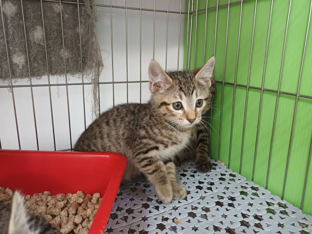 Photo of No. AAADG2024041704, Young · Male · Small · Mixed breed