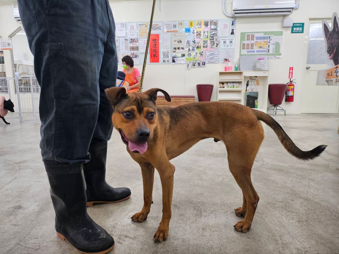 Photo of No. VAAAG113041706, Adult · Male · Medium · Mixed breed