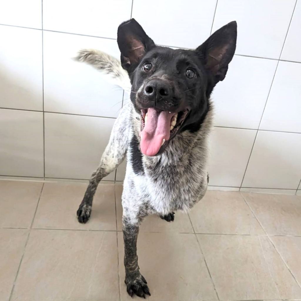 Photo of No. DAAAG1130401008, Adult · Female · Medium · Mixed breed