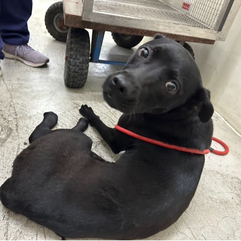 Photo of No. VAAAG113041903, Adult · Female · Medium · Mixed breed