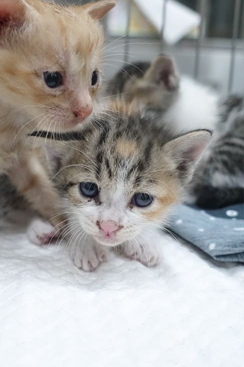 Calico young mixed-breed cat, Small, shelter no. …0762