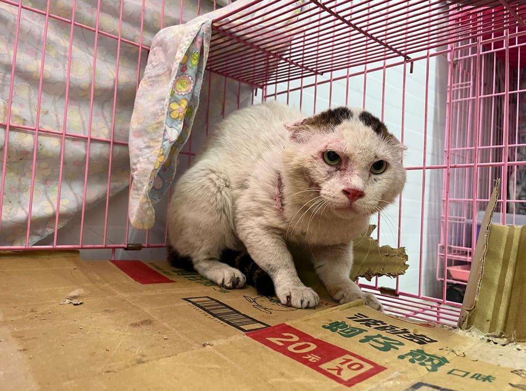 Tabby-and-white adult male mixed-breed cat, Medium, shelter no. …1905