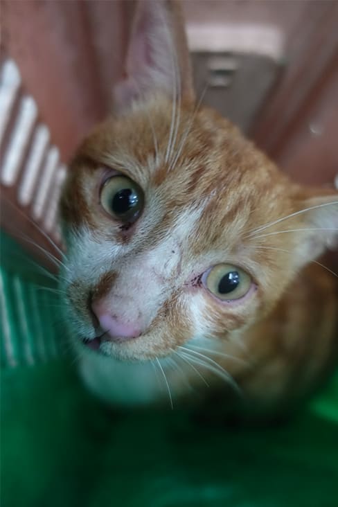 Photo of No. 1130768, Adult · Male · Large · Mixed breed