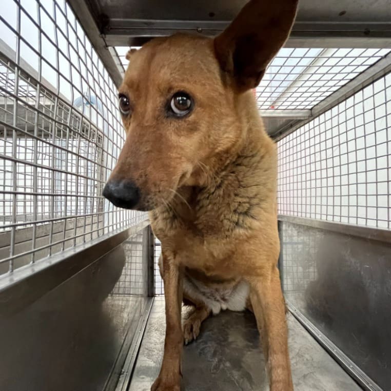 Tan adult female mixed-breed dog, Medium, shelter no. …1906