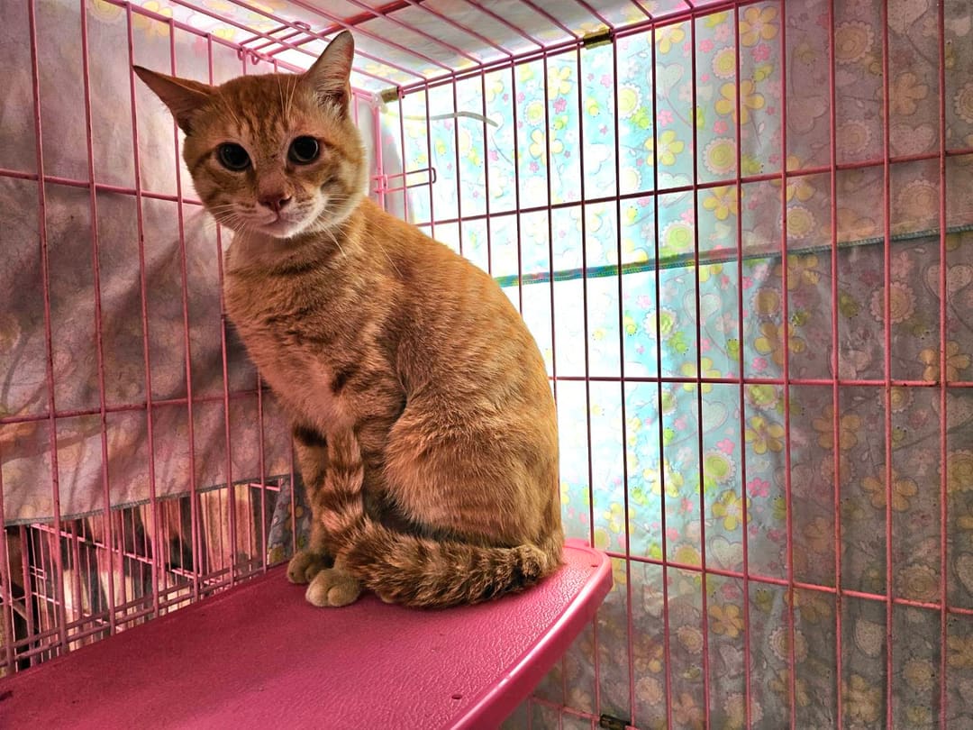 Photo of No. VAAAG113042301, Adult · Male · Medium · Mixed breed