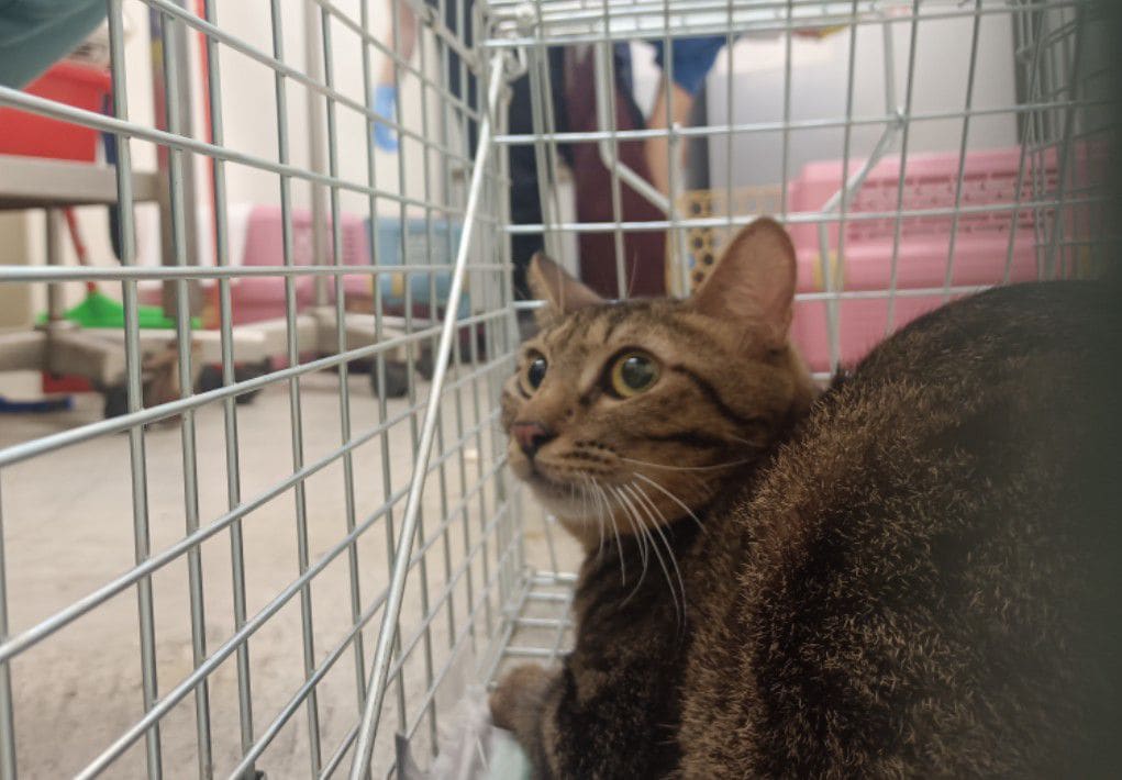 Photo of No. VAAAG113042302, Adult · Male · Medium · Mixed breed